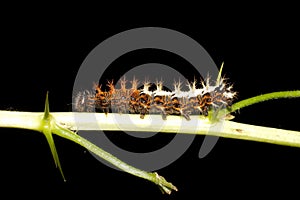 Caterpillar of comma - Polygonia c-album