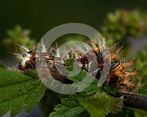 Caterpillar of comma - Polygonia c-album