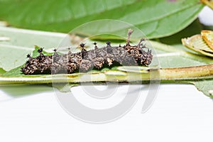 Caterpillar of commander butterfly , moduza procris