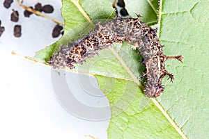 Caterpillar of commander butterfly , moduza procris