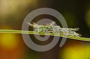 Caterpillar of the Commom Gaudy Baron butterfly Euthalia luben