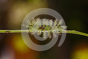 Caterpillar of the Commom Gaudy Baron butterfly Euthalia luben