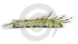 Caterpillar of the Commom Gaudy Baron butterfly Euthalia luben