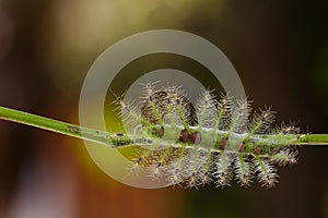 Caterpillar of the Commom Gaudy Baron ( Euthalia lubentina ) but