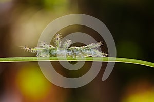 Caterpillar of the Commom Gaudy Baron ( Euthalia lubentina ) but