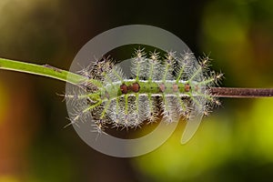 Caterpillar of the Commom Gaudy Baron ( Euthalia lubentina ) but photo