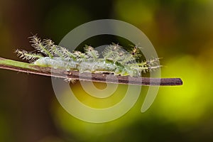 Caterpillar of the Commom Gaudy Baron ( Euthalia lubentina ) but photo