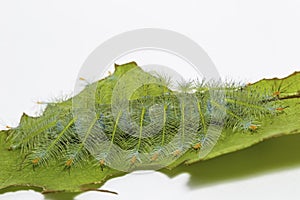 Caterpillar of the Common Archduke buttterfly Lexias pardalis