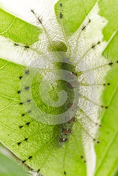 Caterpillar of the Common Gaudy Baron butterfly