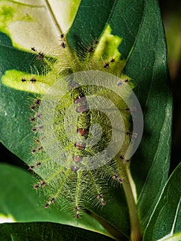 Caterpillar of the Common Gaudy Baron butterfly Euthalia luben