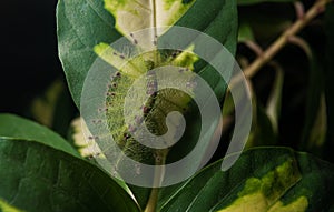 Caterpillar of the Common Gaudy Baron butterfly Euthalia luben