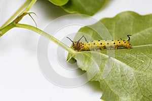 Caterpillar of common maplet butterfly hanging on leaf of host p photo