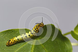 Caterpillar of common maplet butterfly hanging on leaf of host p photo