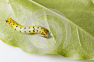 Caterpillar of common maplet butterfly hanging on leaf of host p