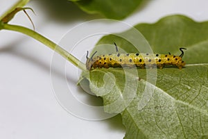 Caterpillar of common maplet butterfly hanging on leaf of host p photo