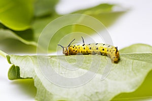 Caterpillar of common maplet butterfly hanging on leaf of host p
