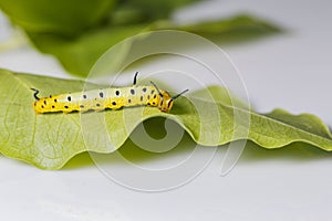 Caterpillar of common maplet butterfly hanging on leaf of host p photo