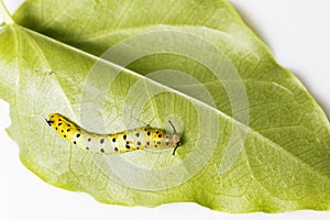 Caterpillar of common maplet butterfly hanging on leaf of host p