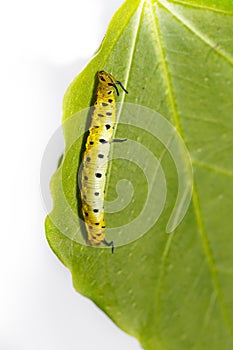 Caterpillar of common maplet butterfly hanging on leaf of host p