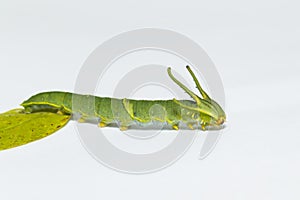 Caterpillar of common nawab butterfly Polyura athamas walki