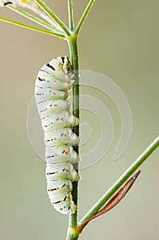 Caterpillar of common yellow swallowtail butterfly