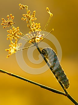 Caterpillar of common yellow swallowtail butterfly