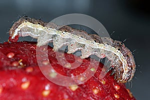 Caterpillar of the cotton bollworm, corn earworm or Old World African bollworm Helicoverpa armigera also known as the scarce bor