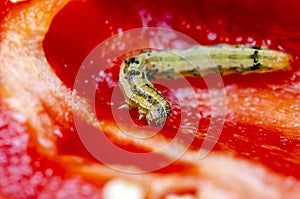 Caterpillar of cotton bollworm feed on sweet pepper