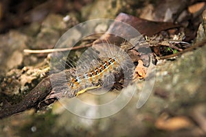 Caterpillar covered in urticating hairs as a defense mechanism, spotted in a forest in San Luis, Argentina.