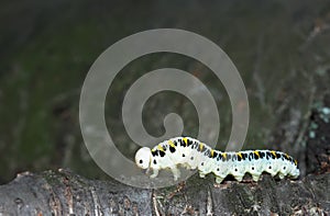 Caterpillar crawling