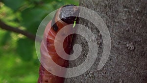 Caterpillar crawling on the bark of a tree