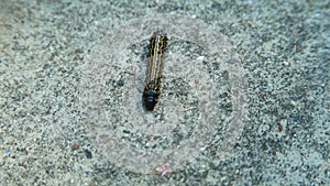 Caterpillar crawling on the cement