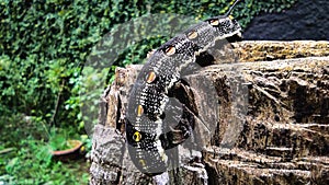 A caterpillar crawling on a guava tree trunk in the back garden of a house in Indonesia