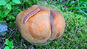 goat moth (Coccus coccus) caterpillar photo