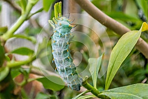 Caterpillar crawling up a branch