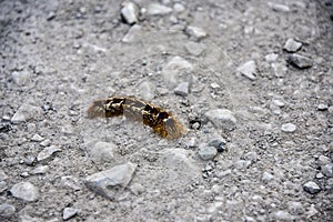 a caterpillar crawls on the forest dirt road photo