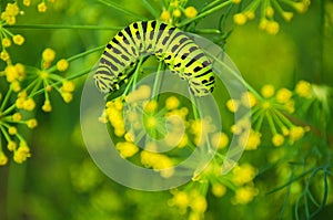 Caterpillar crawls on green dill.