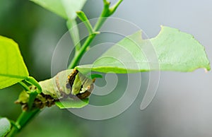 A Caterpillar crawls on a Lime Tree