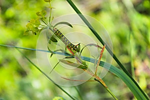 Caterpillar creeps on green plant