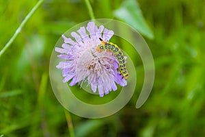 Caterpillar creeps on purple flower