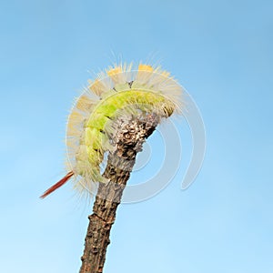 Caterpillar curved on tree twig top