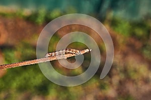 Caterpillar cutworm, or noctuid moth (lat. Noctuidae).