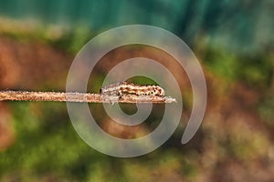 Caterpillar cutworm, or noctuid moth (lat. Noctuidae).