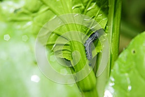 Caterpillar of Diamond back larvae Plutella xylostella feeding on a cabbage leaf