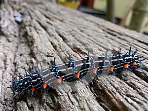 The caterpillar Doleschallia bisaltide