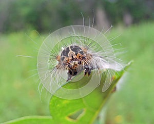 Caterpillar of Drinker-moth