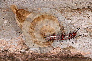 Caterpillar and dry leaf on the ground