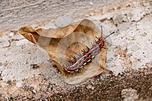 Caterpillar on dry leaf outdoors