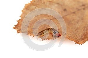 Caterpillar on a dry leaf