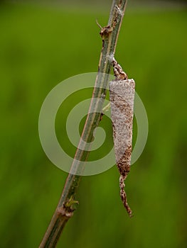 caterpillar on dry twig isolated with blurr background .bagworm